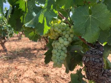 Dues Voltes macabeu 2024