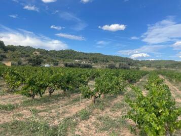 Dues Voltes macabeu 2024